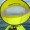 Yellow/White/Yellow Standard Color