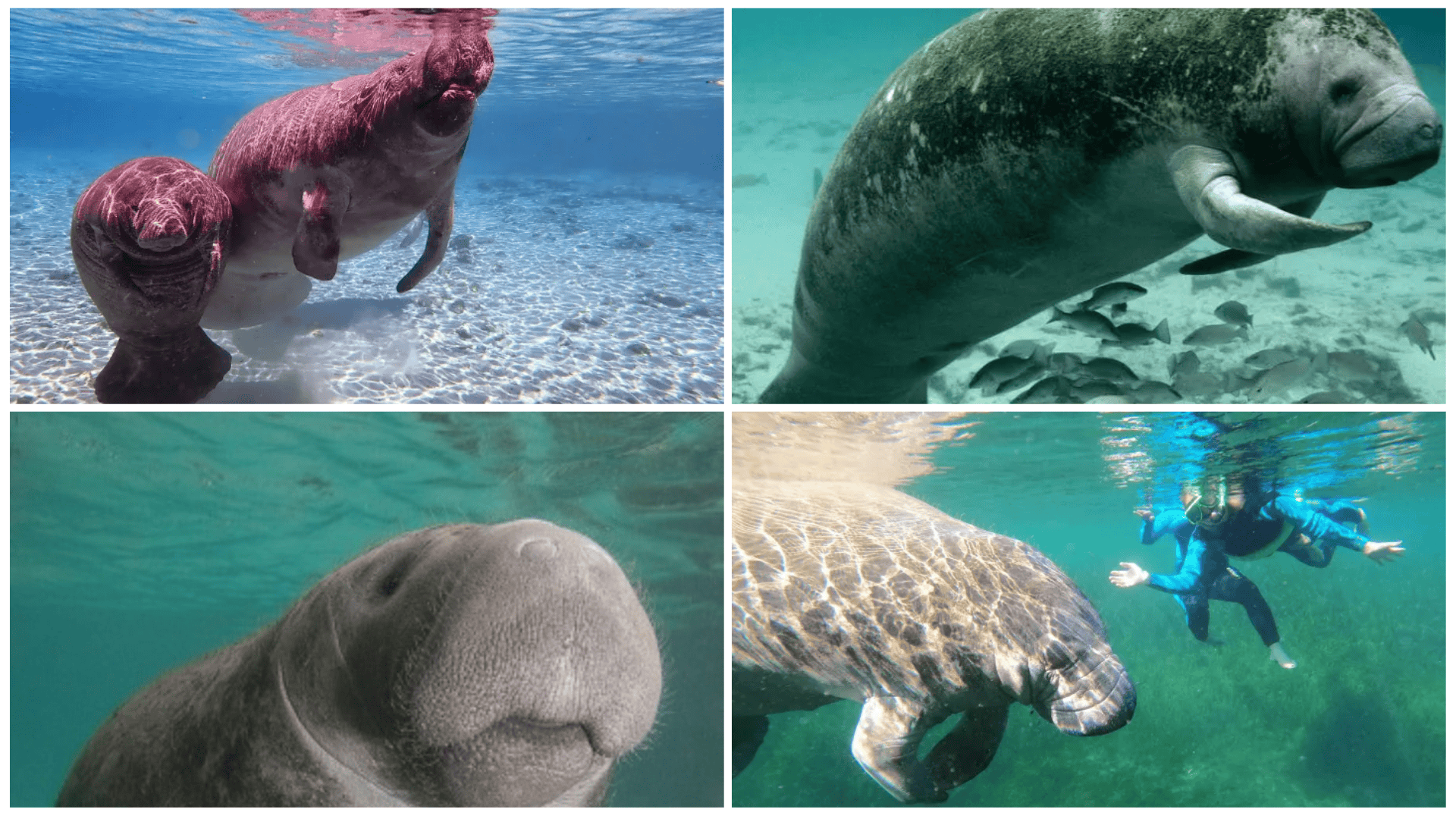 Kayaking with Manatees