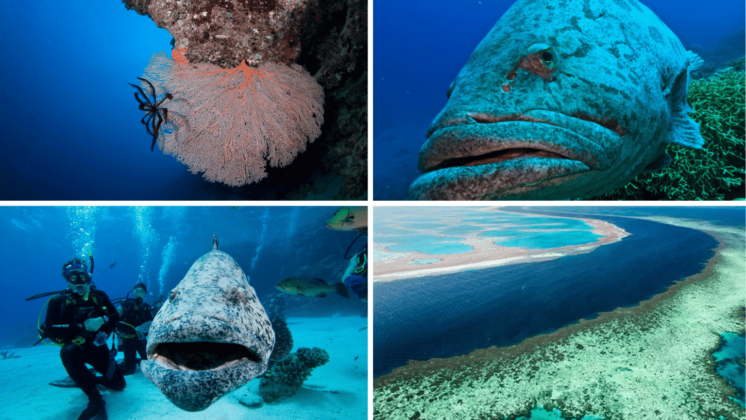 Great Barrier Reef Scuba Diving: A Complete Guide - Airkayaks