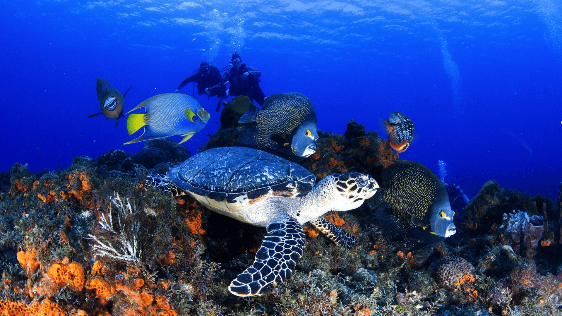 Scuba Diving in Cozumel Mexico