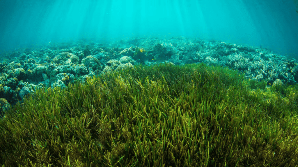 Sea grass