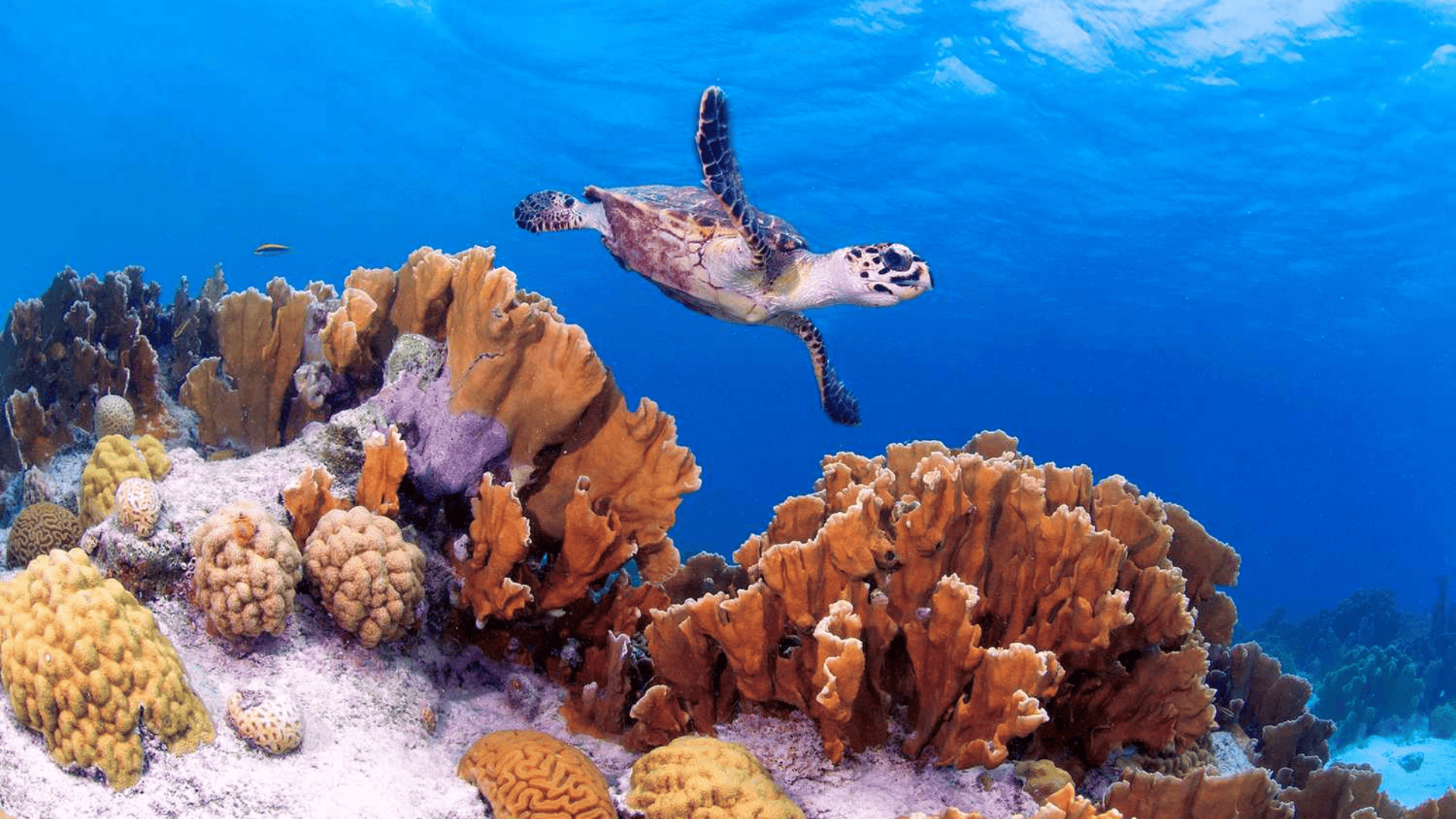 scuba diving in bonaire netherlands antilles