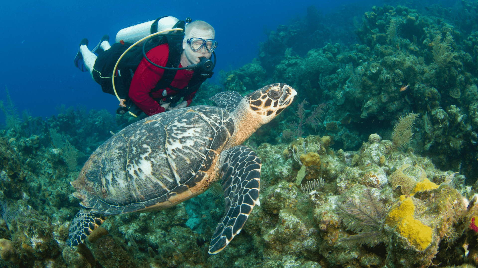 scuba diving in roatan