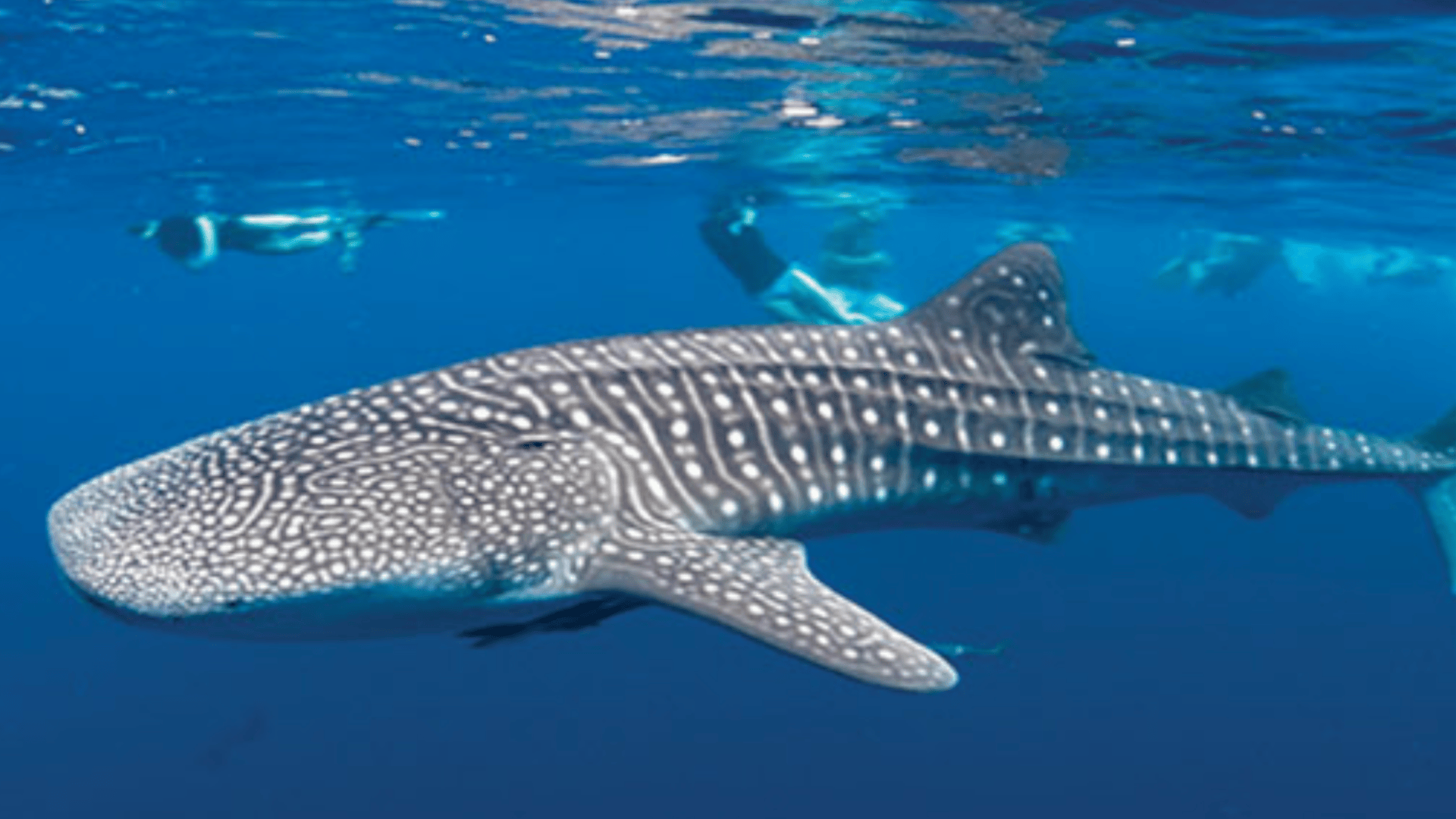 Djibouti (Gulf of Tadjoura)