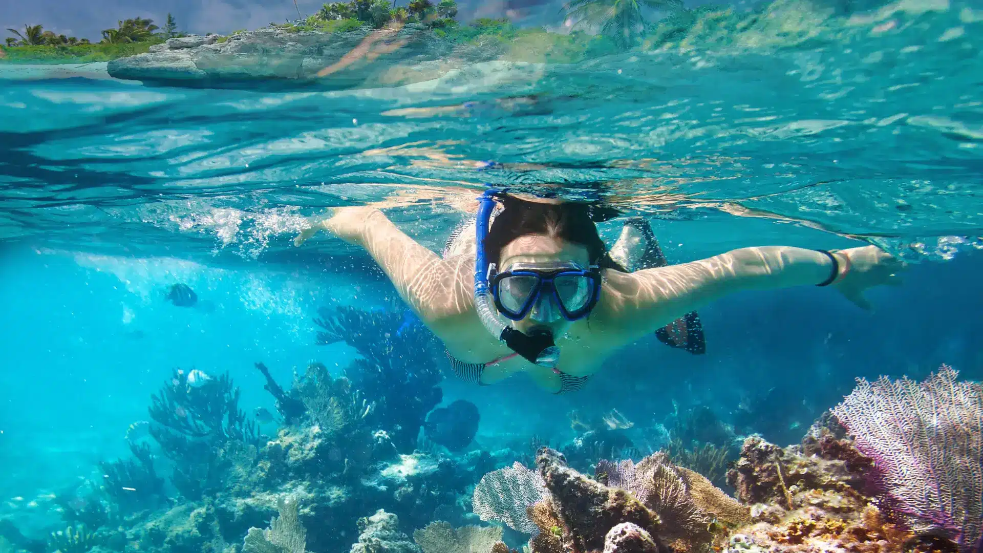 A woman snorkeling in the clear ocean waters of Folkestone Marine Park, surrounded by vibrant coral reefs.