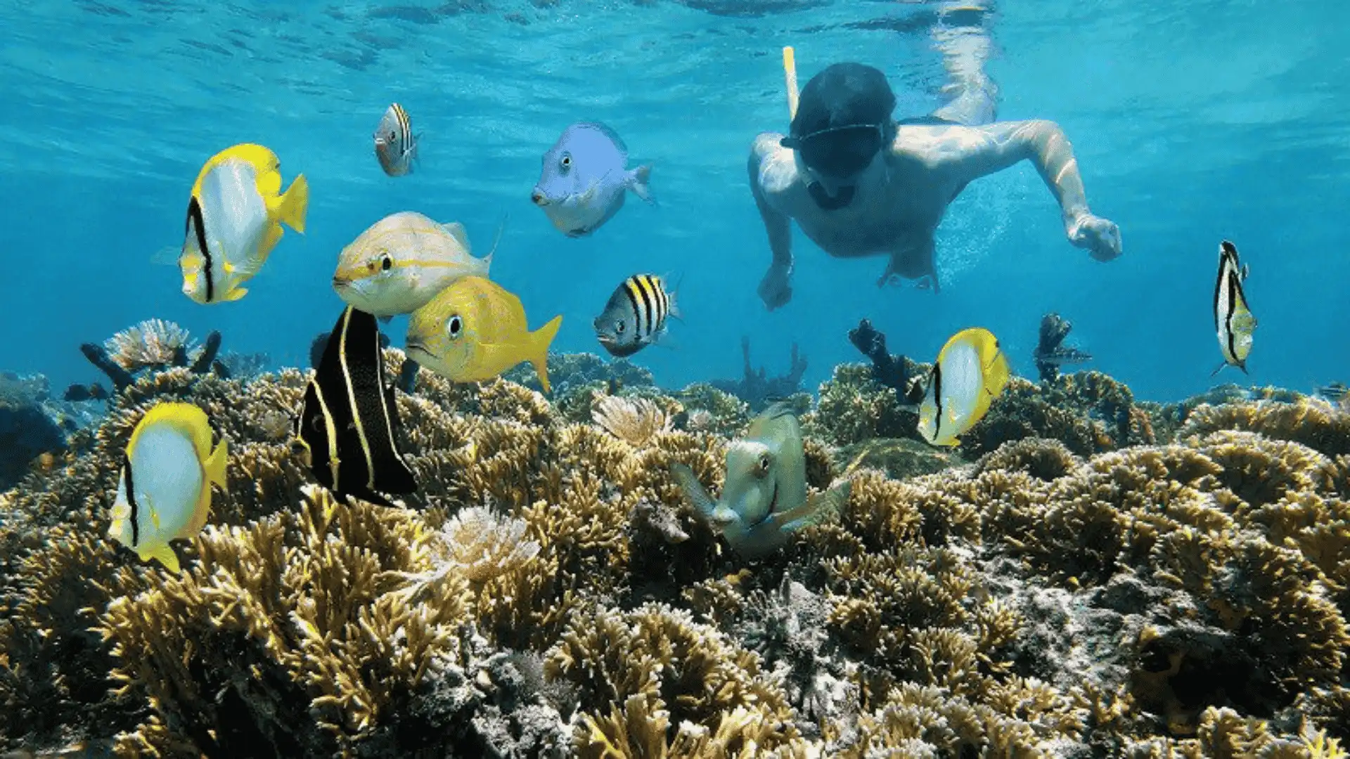 Great-Barrier-Reef-Snorkeling