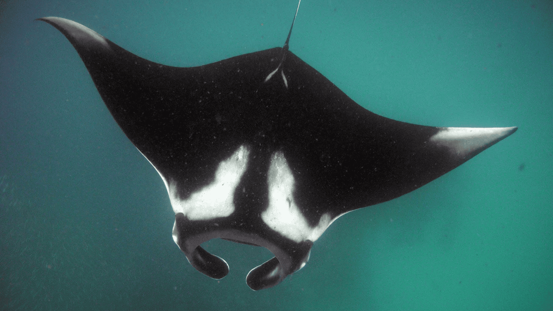 Is Snorkeling with Manta Rays Safe