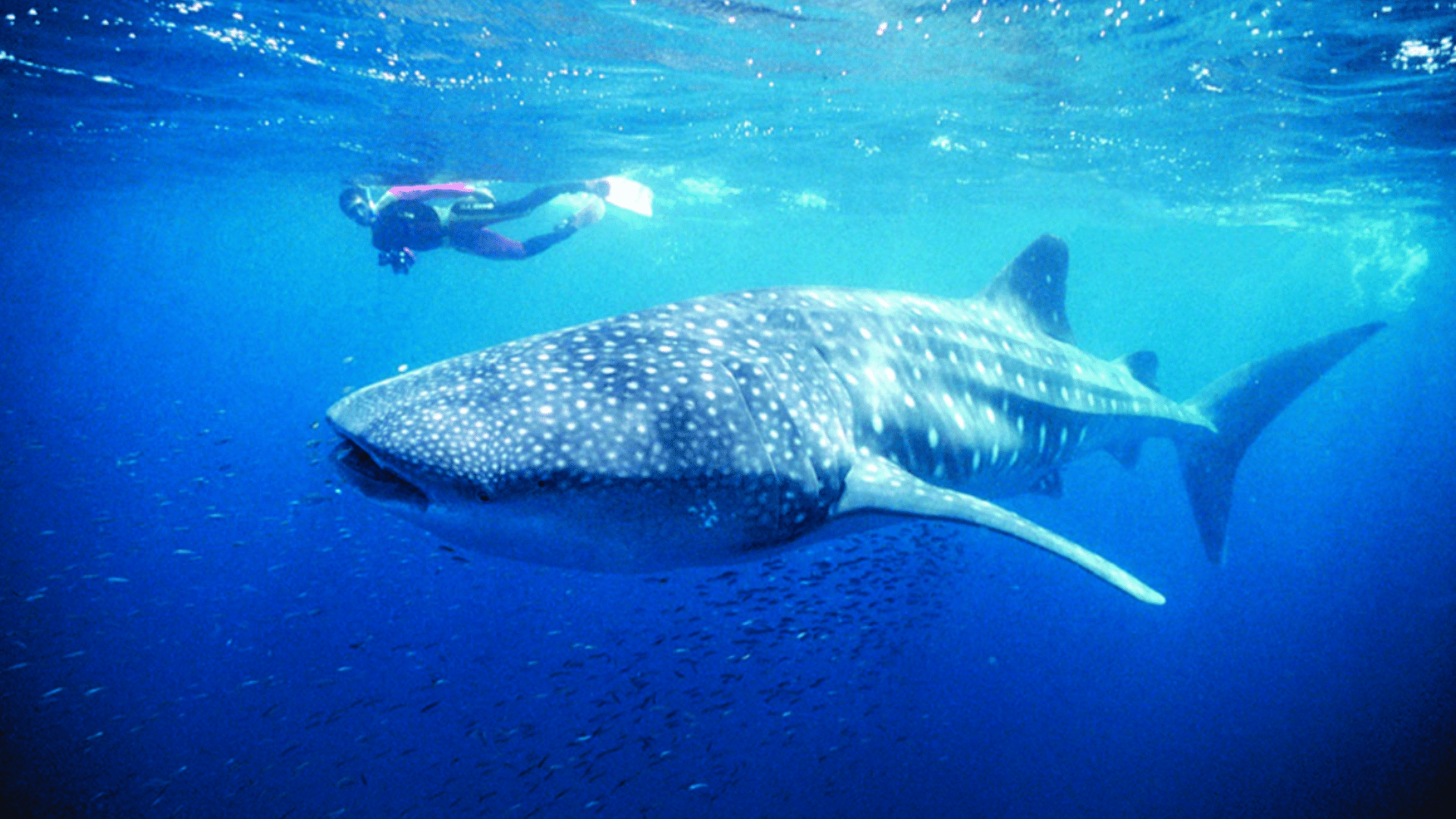 Ningaloo Reef