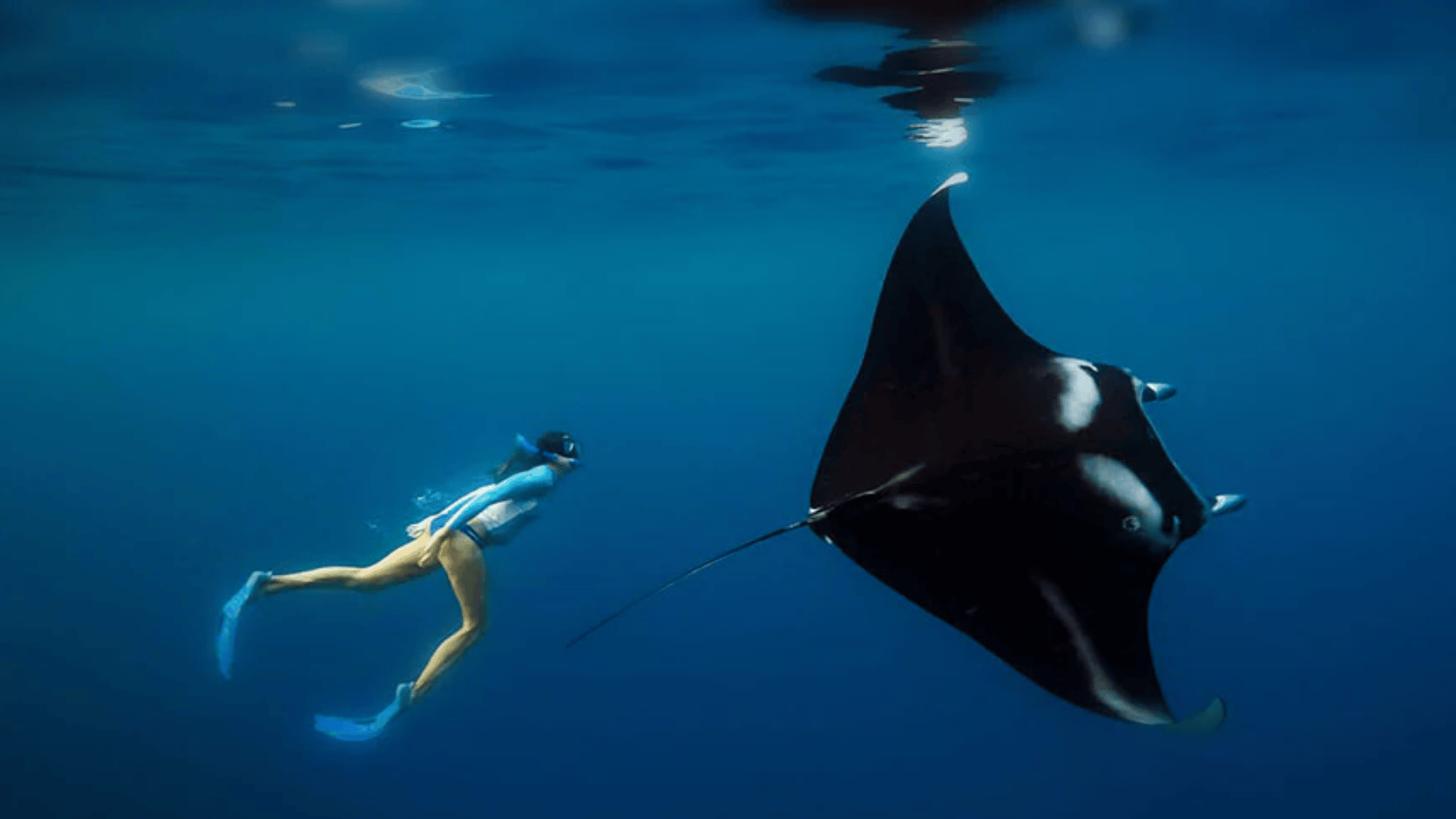 Snorkeling with Manta Rays