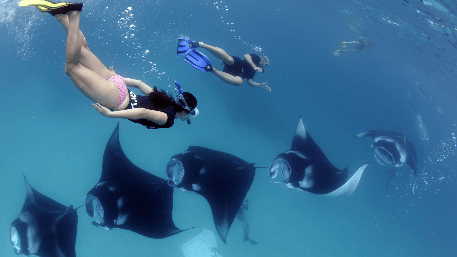 Snorkeling with Manta Rays