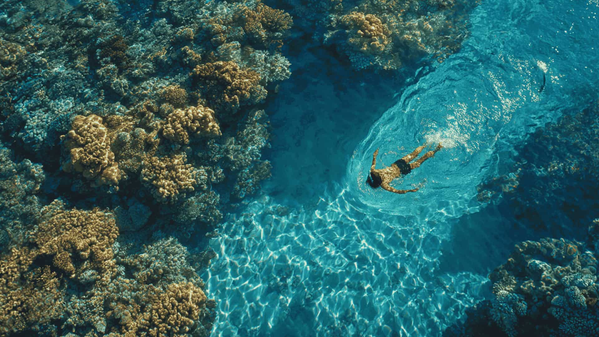 Snorkeler floating at the ocean surface looking down at a coral reef, bright sunlight, shallow tropical water, relaxed vacation atmosphere