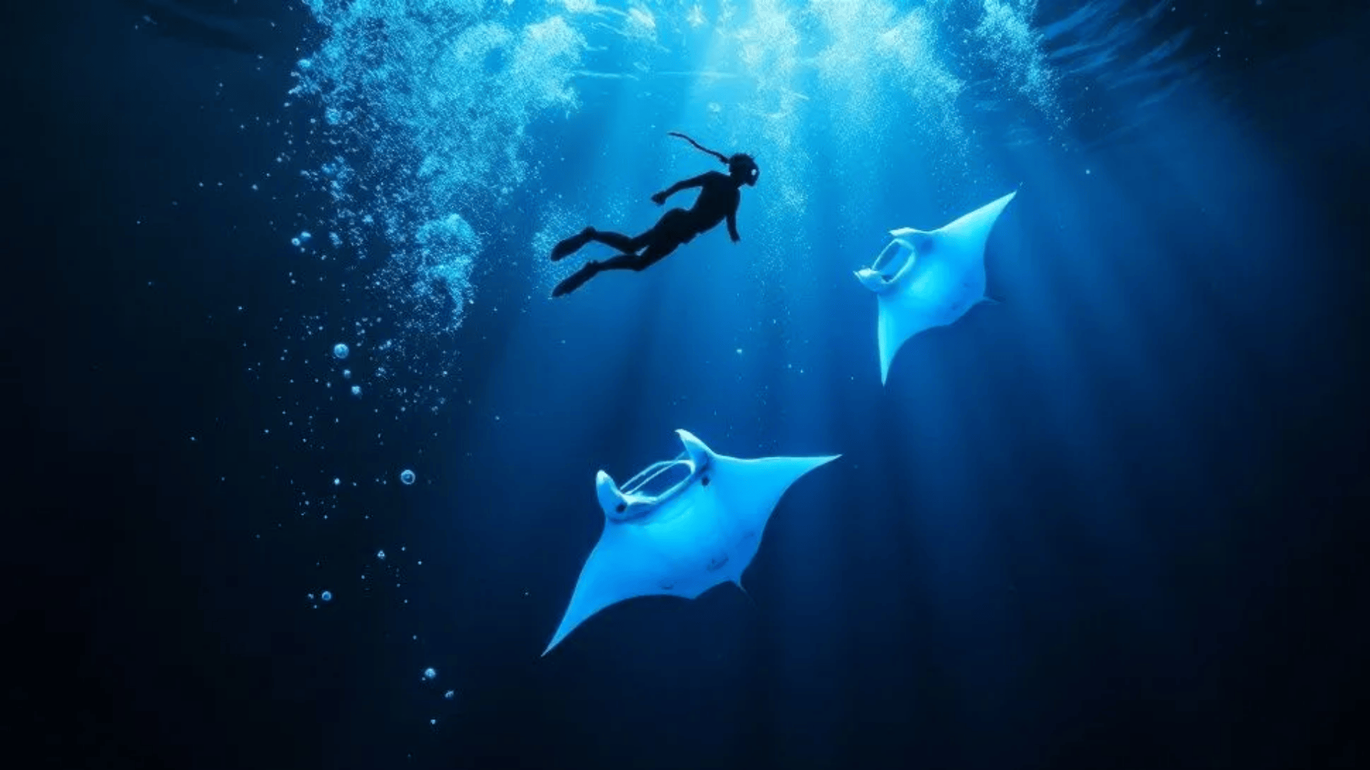What to Expect During Your Manta Ray Snorkel