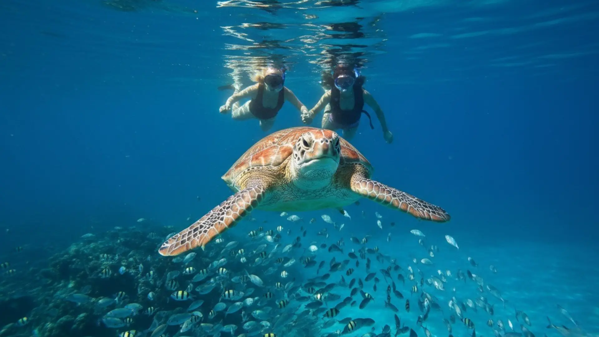 Two people swim alongside a turtle in the clear waters of Carlisle Bay, showcasing a vibrant marine environment.