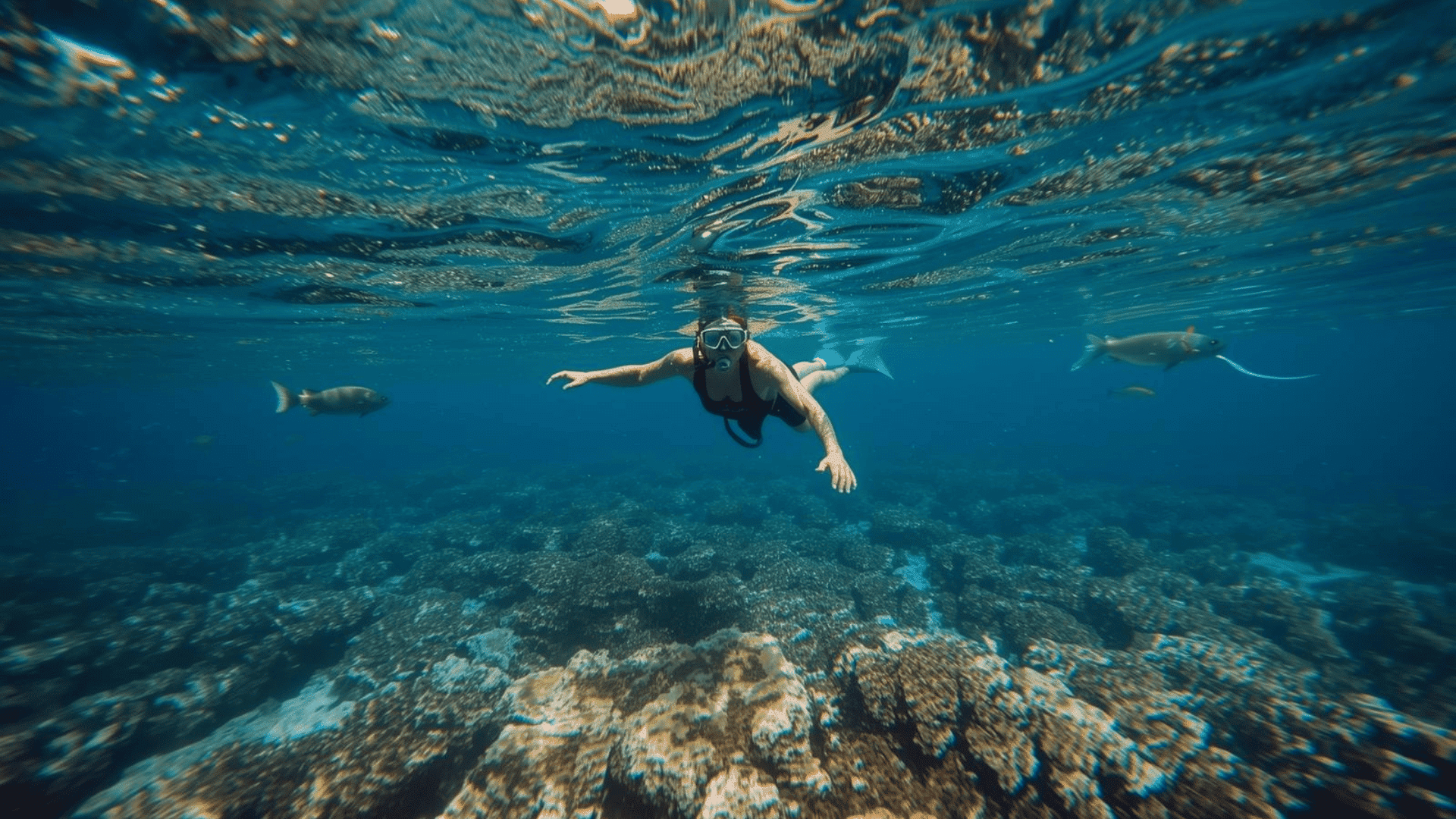 An individual swims among colorful coral reefs in the ocean, showcasing the snorkeling experience in Barbados.