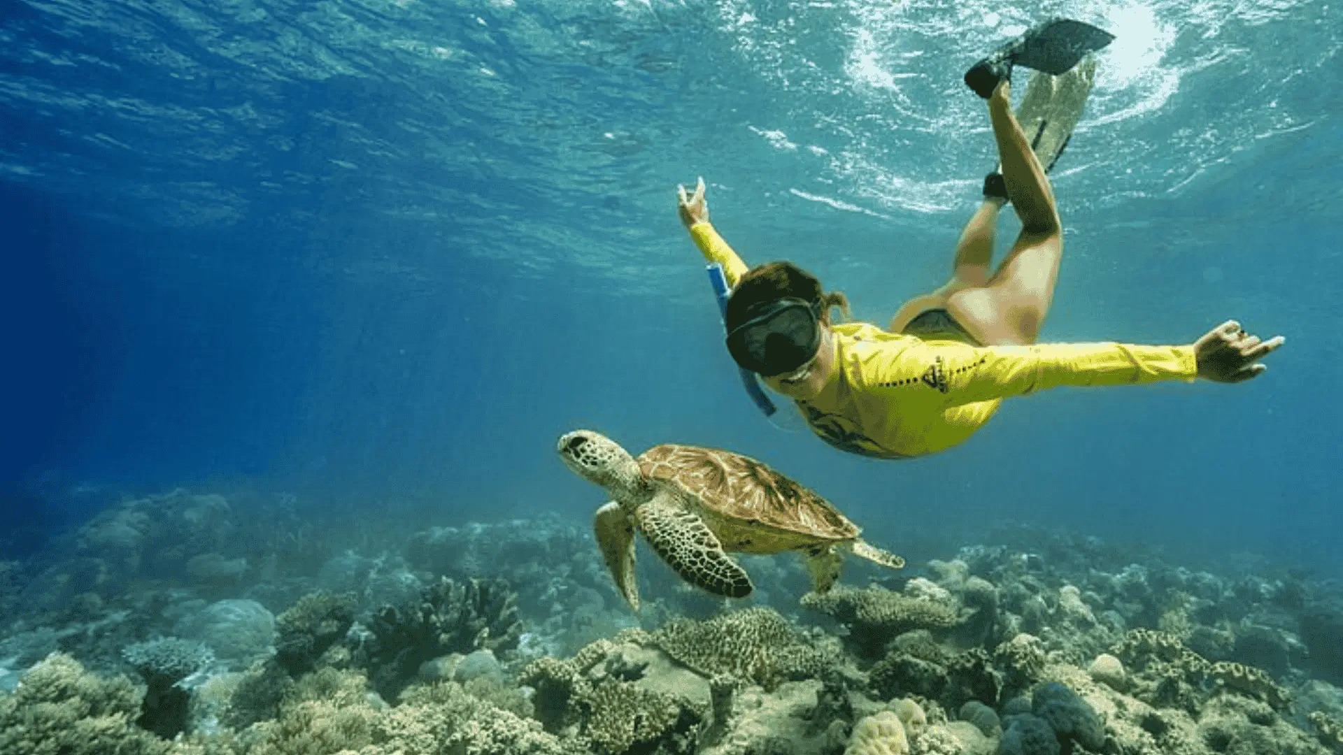 man snorkeling at the great barrier reef along with a sea turtle
