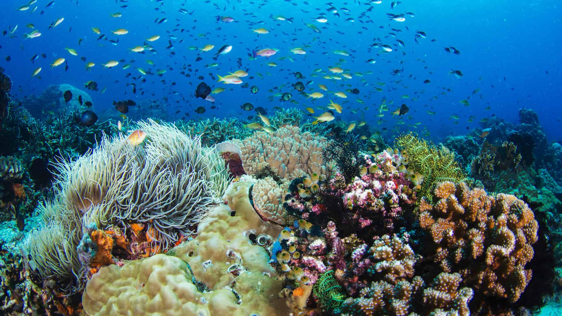Colorful coral reef with a school of tropical fish in deep blue water.