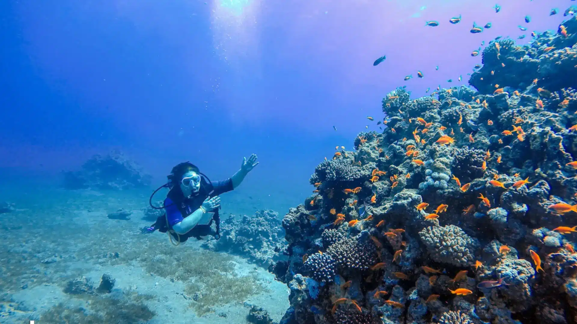 Scuba diver hovering beside a coral reef covered with small orange fish in clear blue water.