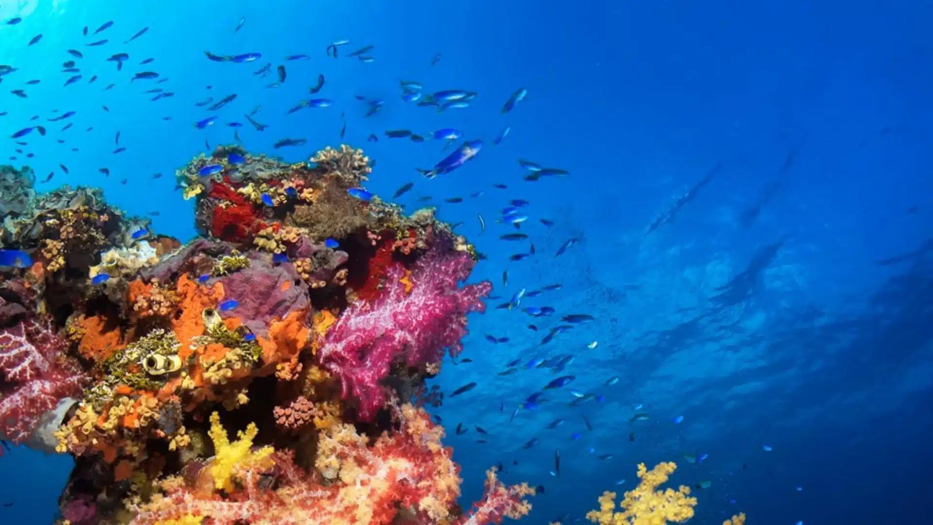 Colorful coral-covered wreck scene with small blue fish swimming in open water.