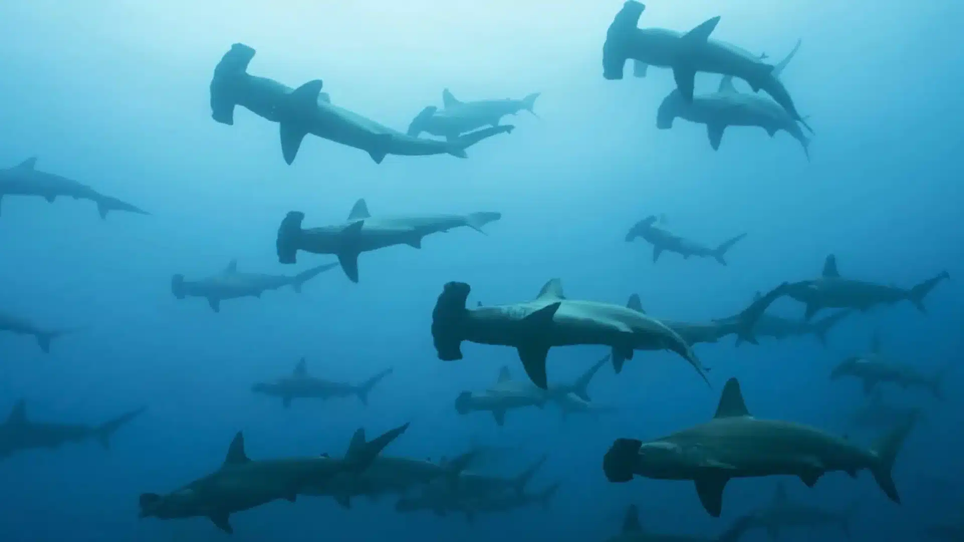 School of hammerhead sharks cruising through blue water