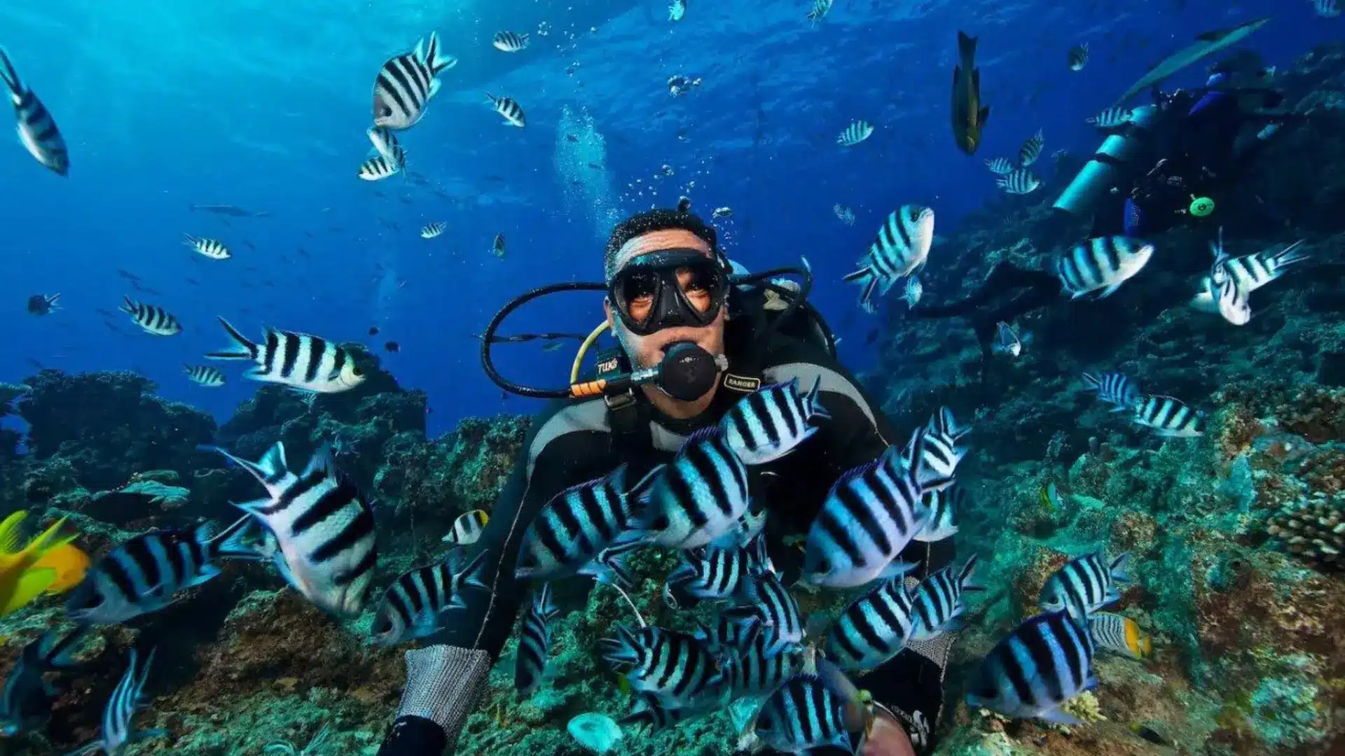 Scuba diver surrounded by black-and-white striped tropical fish over a coral reef.