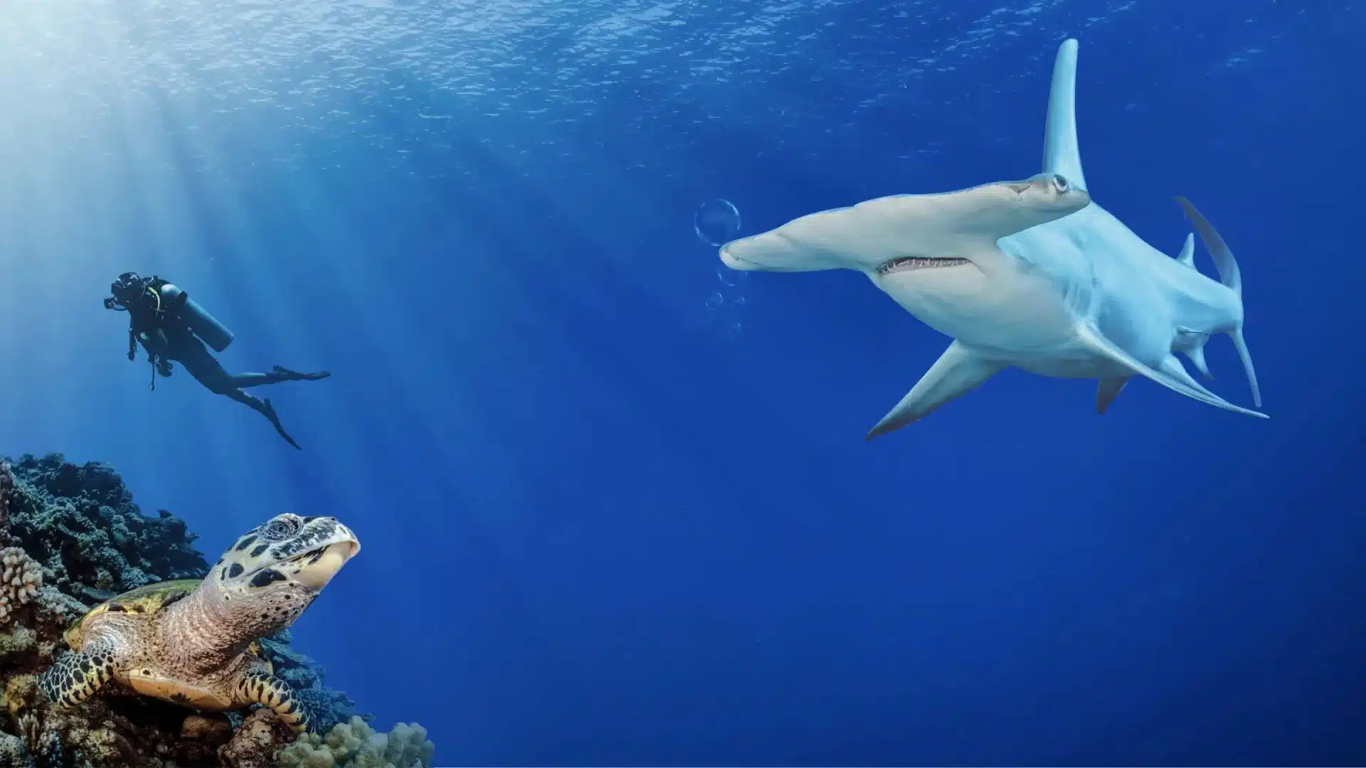 Scuba diver watching a large hammerhead shark cruising through deep blue water.