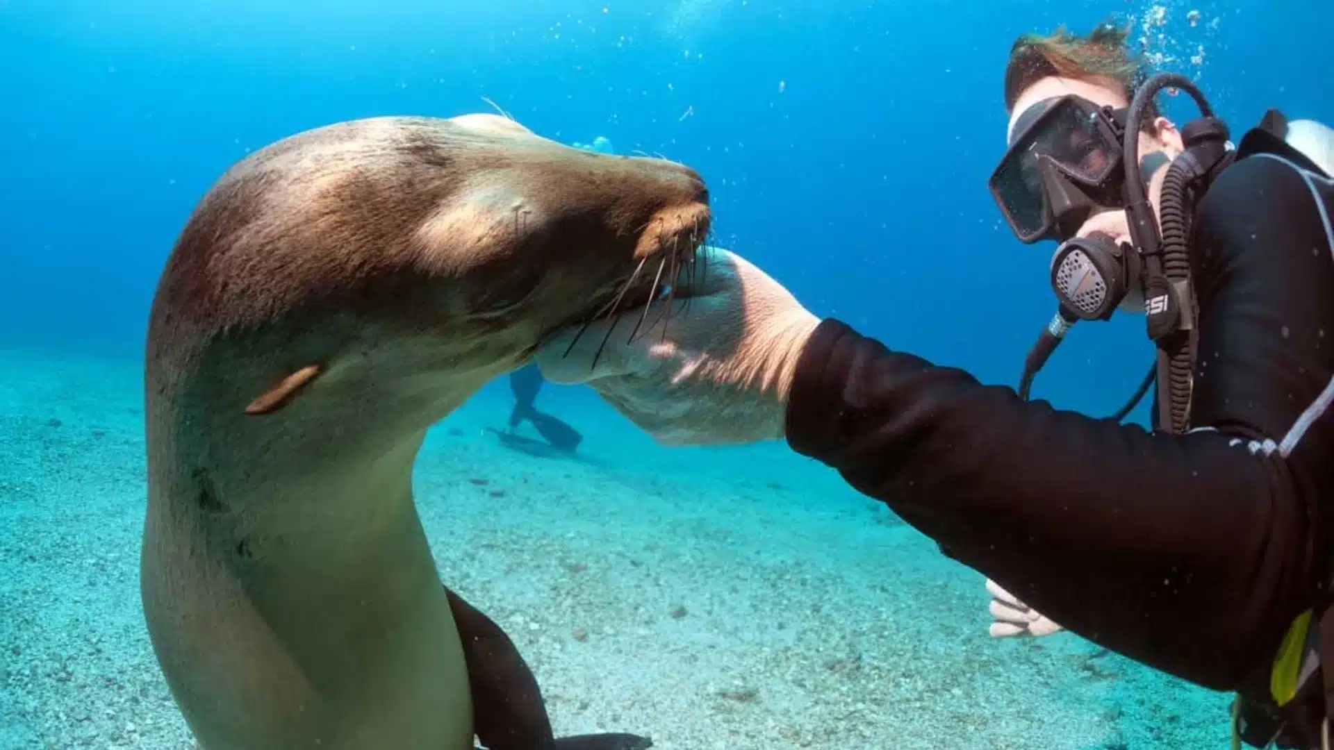 Scuba diver reaching toward a curious sea lion underwater in turquoise water.