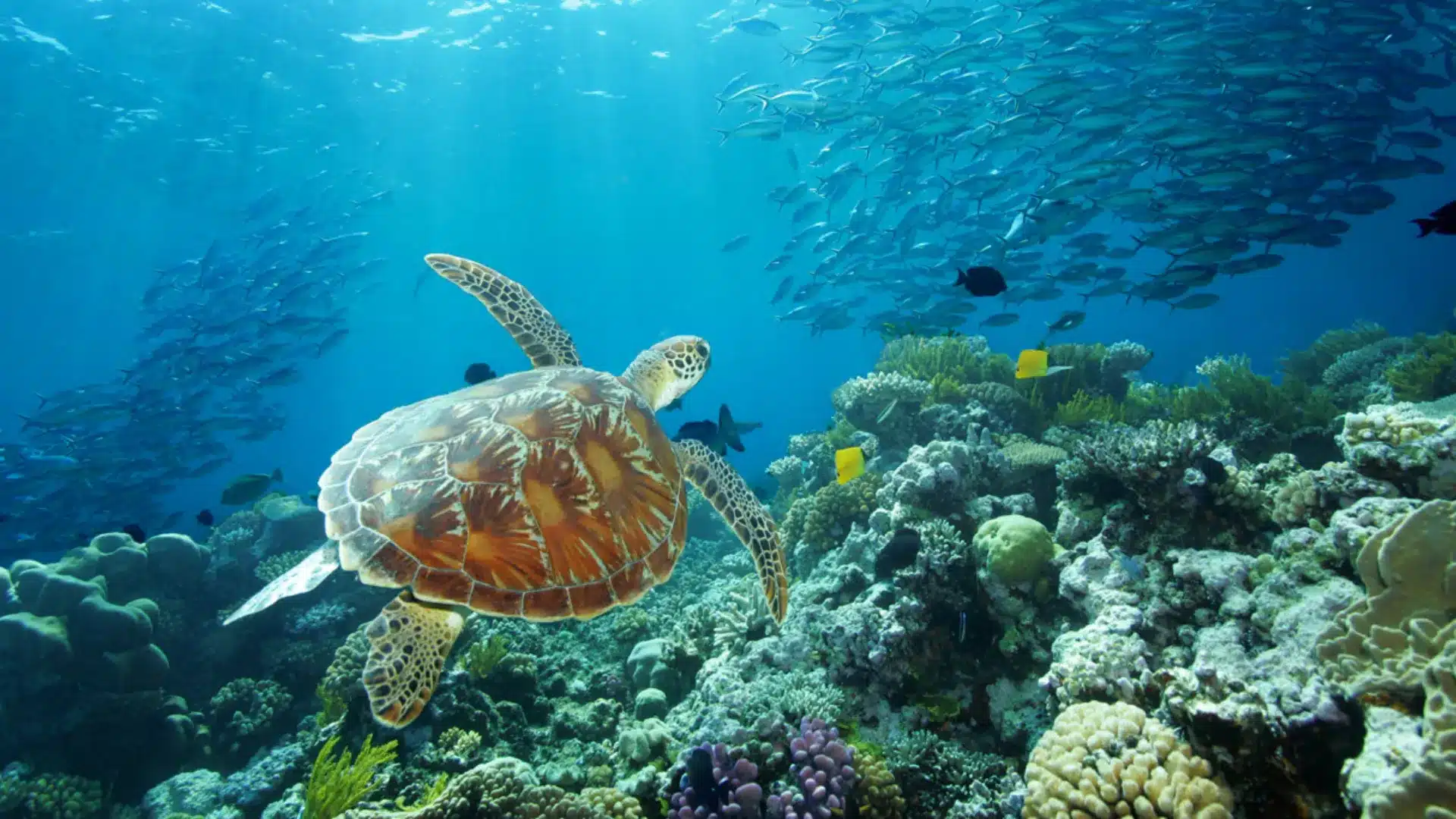 Sea turtle swimming over a vibrant coral reef with a large school of fish in the background.
