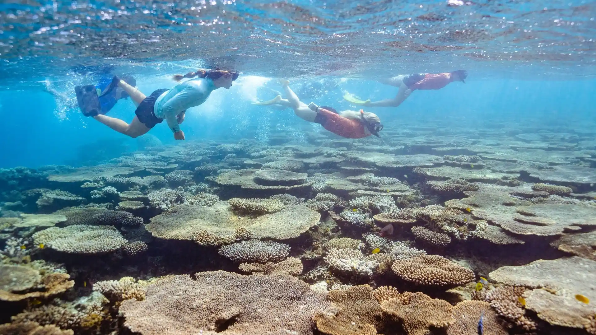 Snorkelers gliding above a wide field of shallow coral reef in clear blue water.