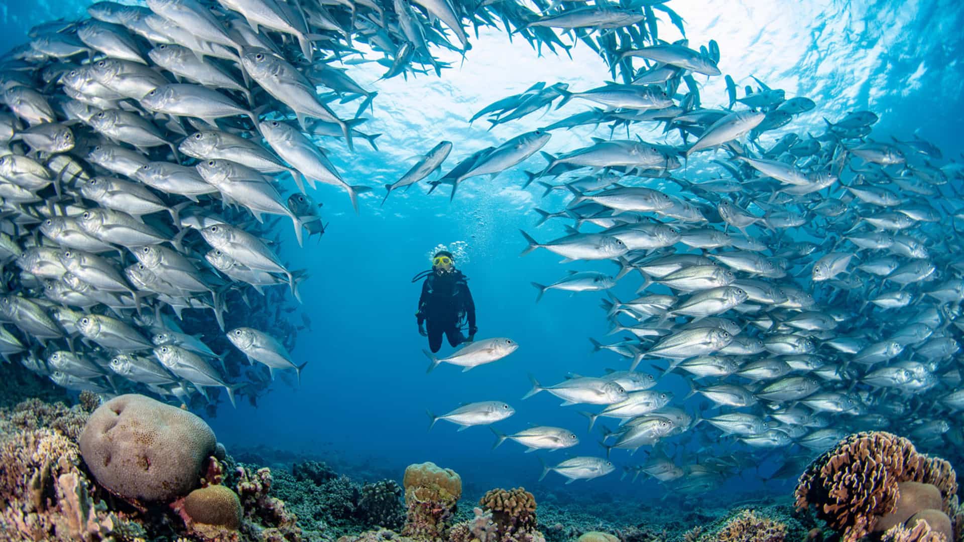 Scuba diver surrounded by a massive school of silver fish above a coral reef.