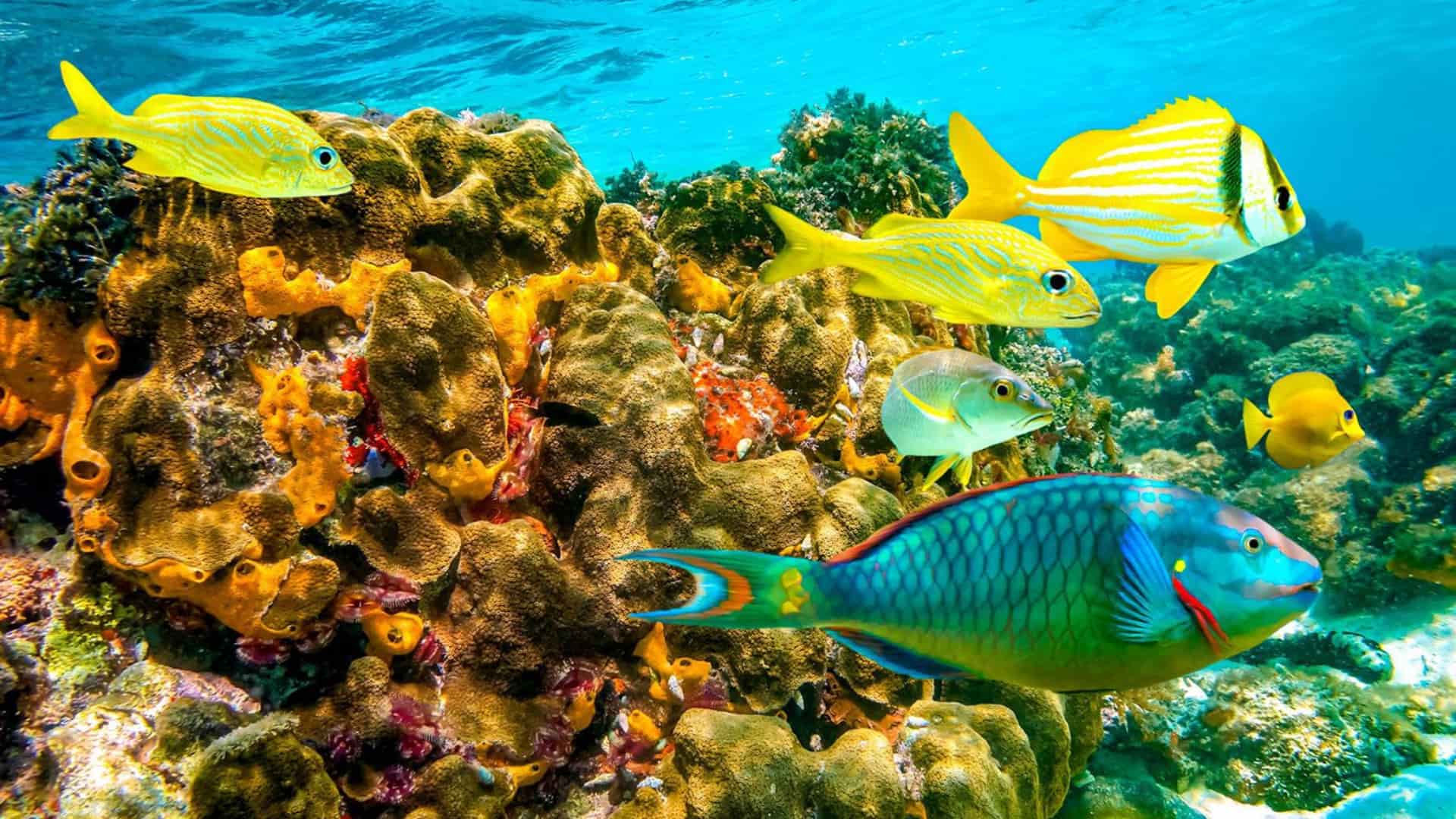Bright tropical fish swimming over a colorful coral reef in clear blue water.