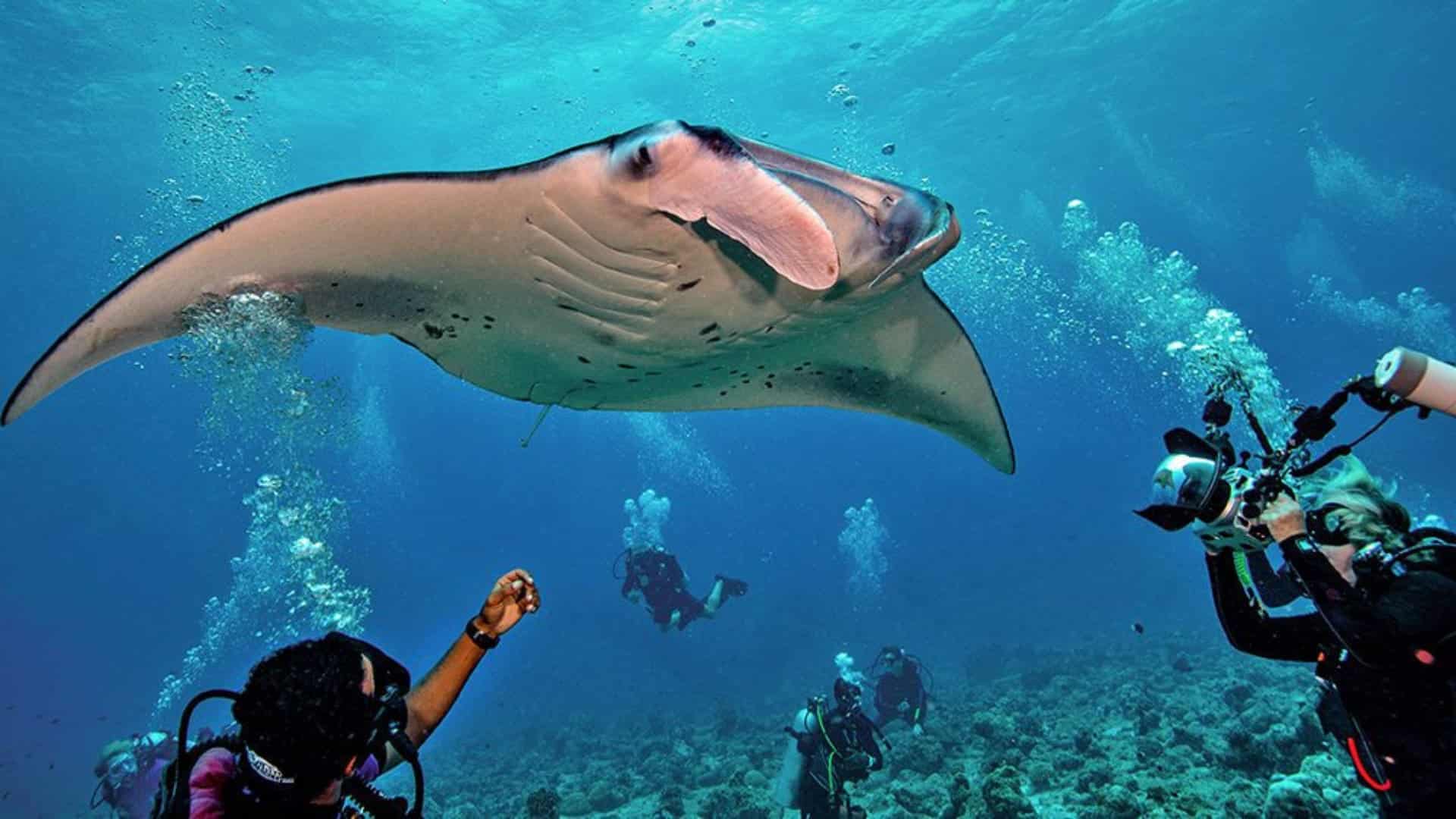 Snorkeler swimming in turquoise water beside a small tropical limestone island.