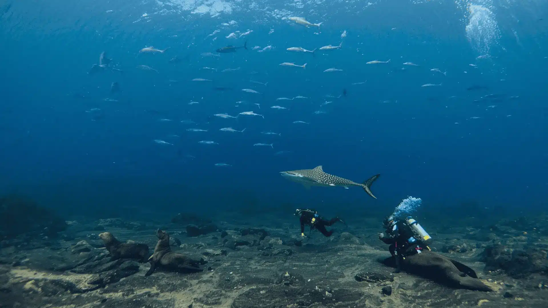 north seymour galapagos scuba