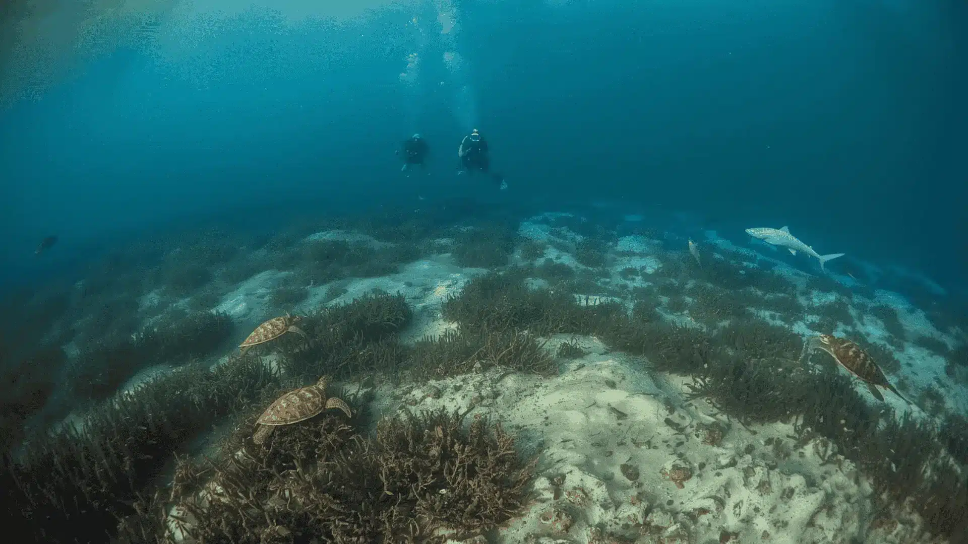 tortuga bay area galapagos diving