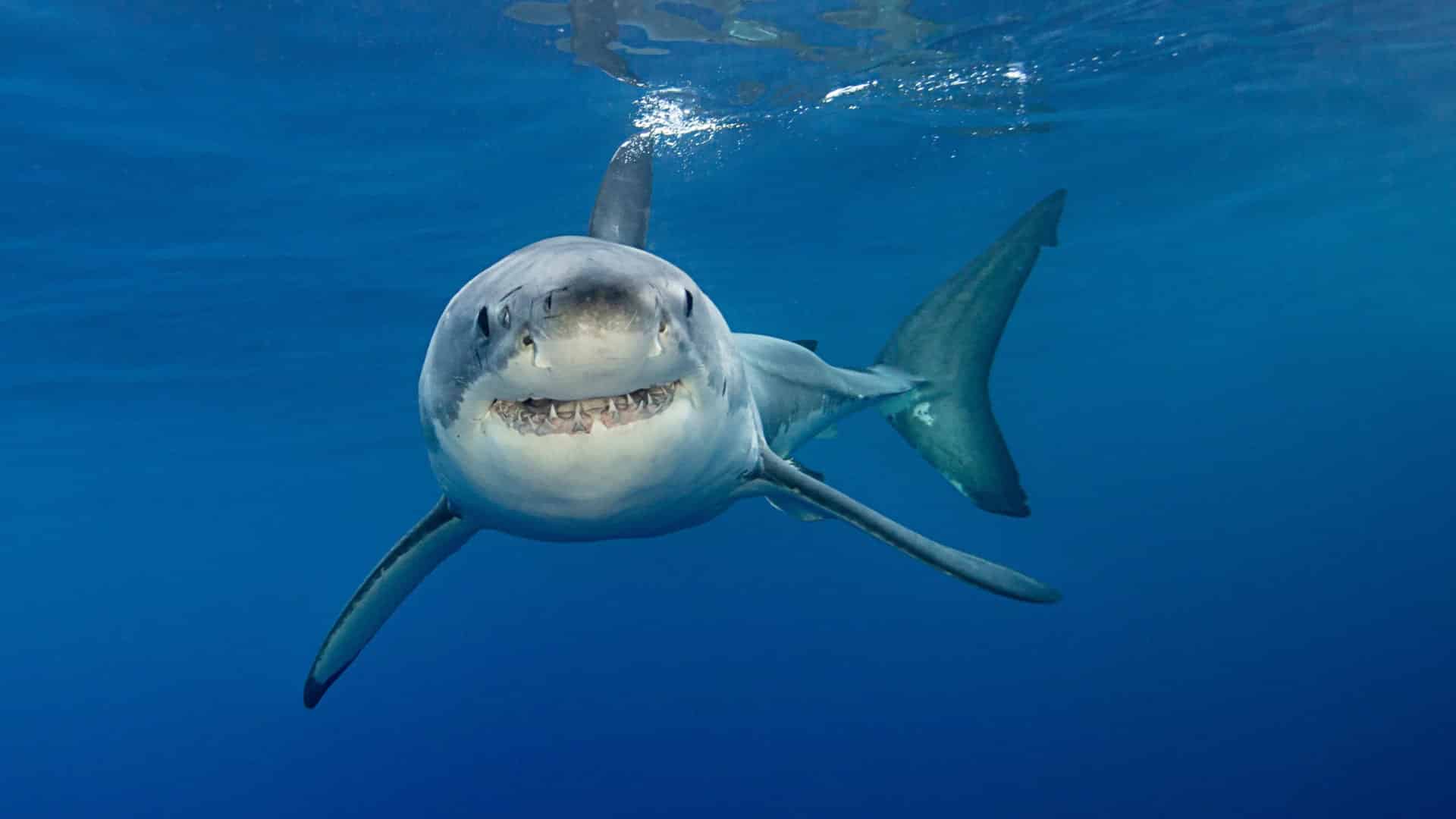 Close-up underwater view of a shark swimming just beneath the clear sea surface