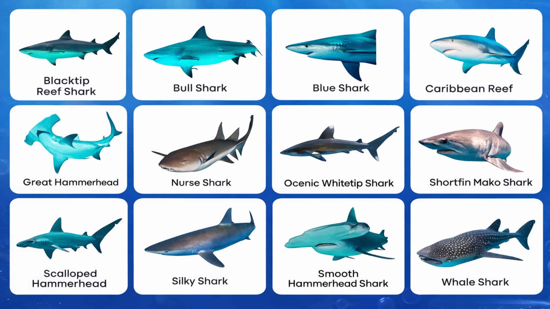 Infographic of shark species found in Barbados with clear labeled illustrations