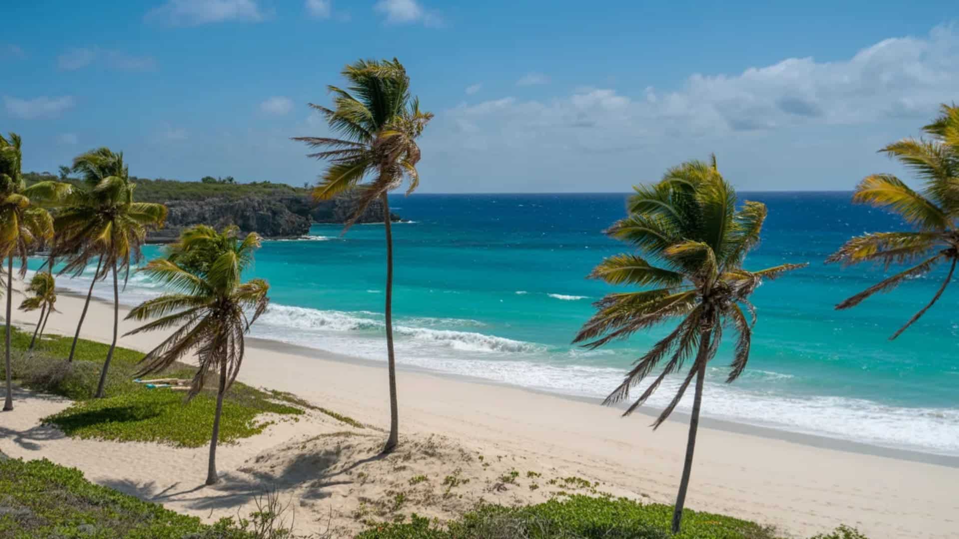 Palm-lined tropical beach in Barbados with turquoise water and soft white sand