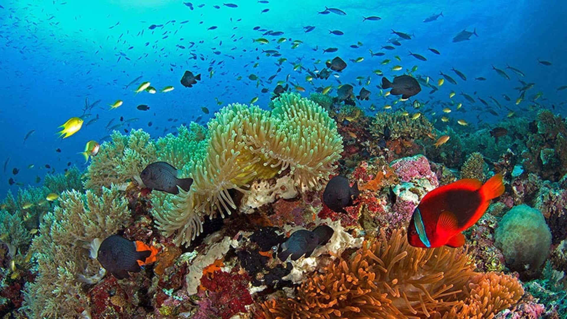 snorkelling in Balicasag Island, Philippines