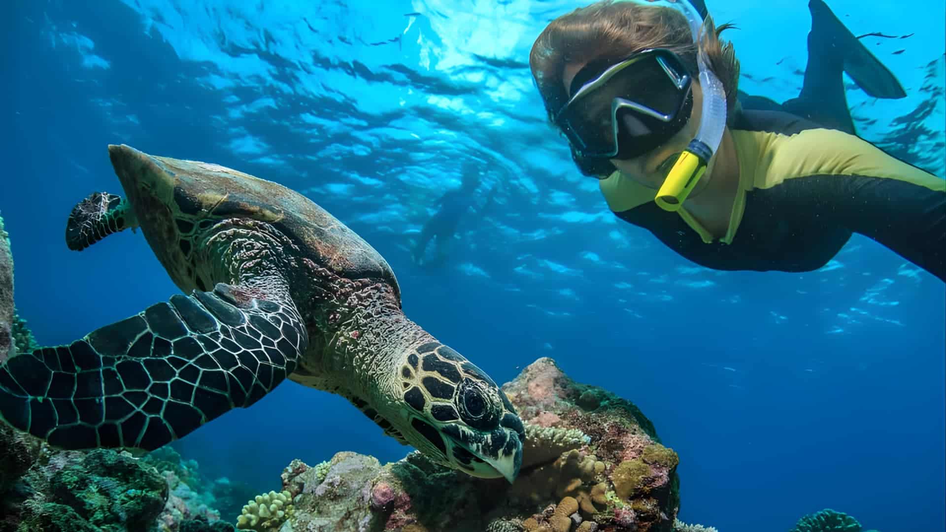 snorkelling in Hanauma Bay, Oahu, Hawai