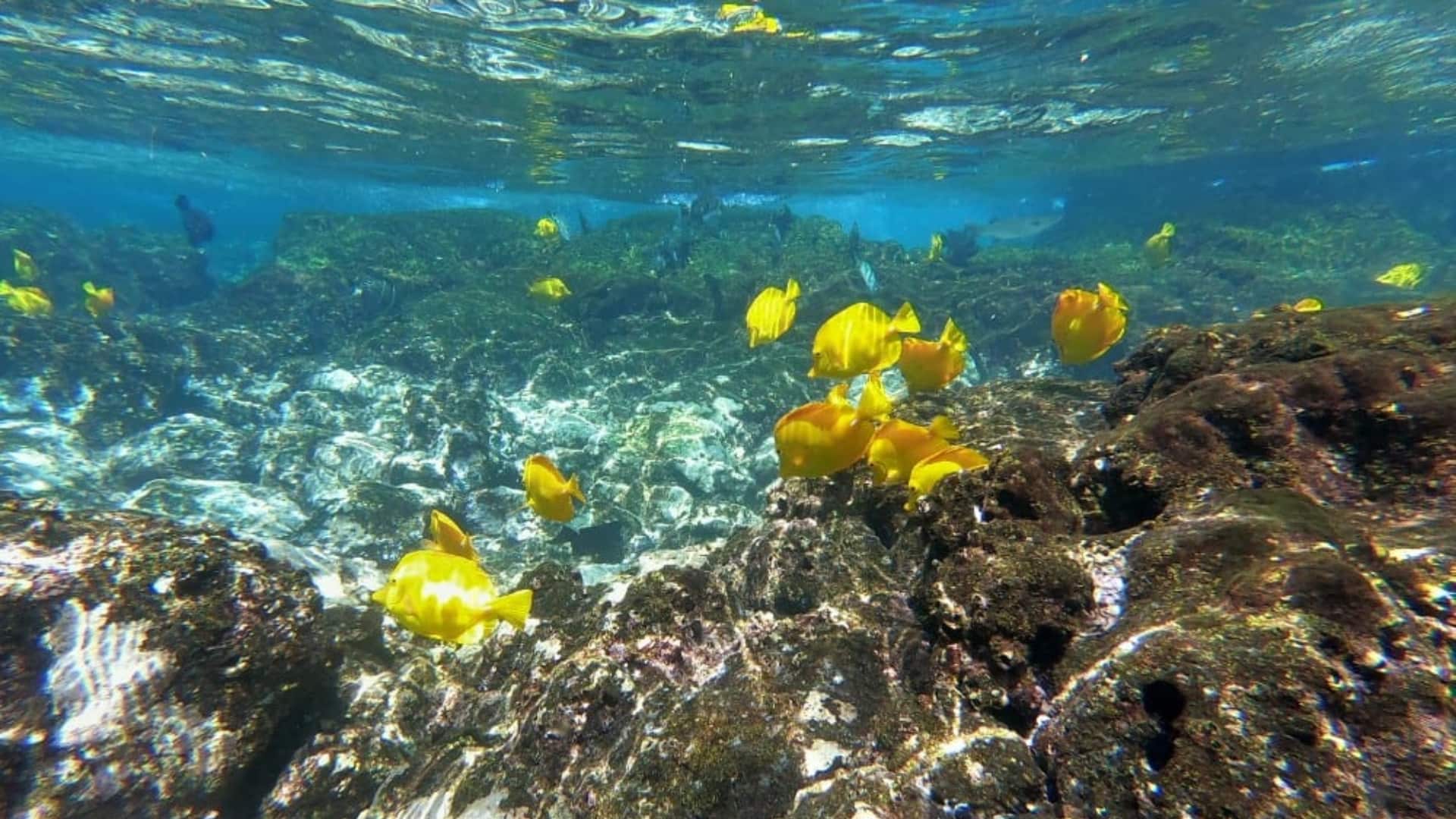 snorkelling in Kealakekua Bay, Big Island, Hawaii