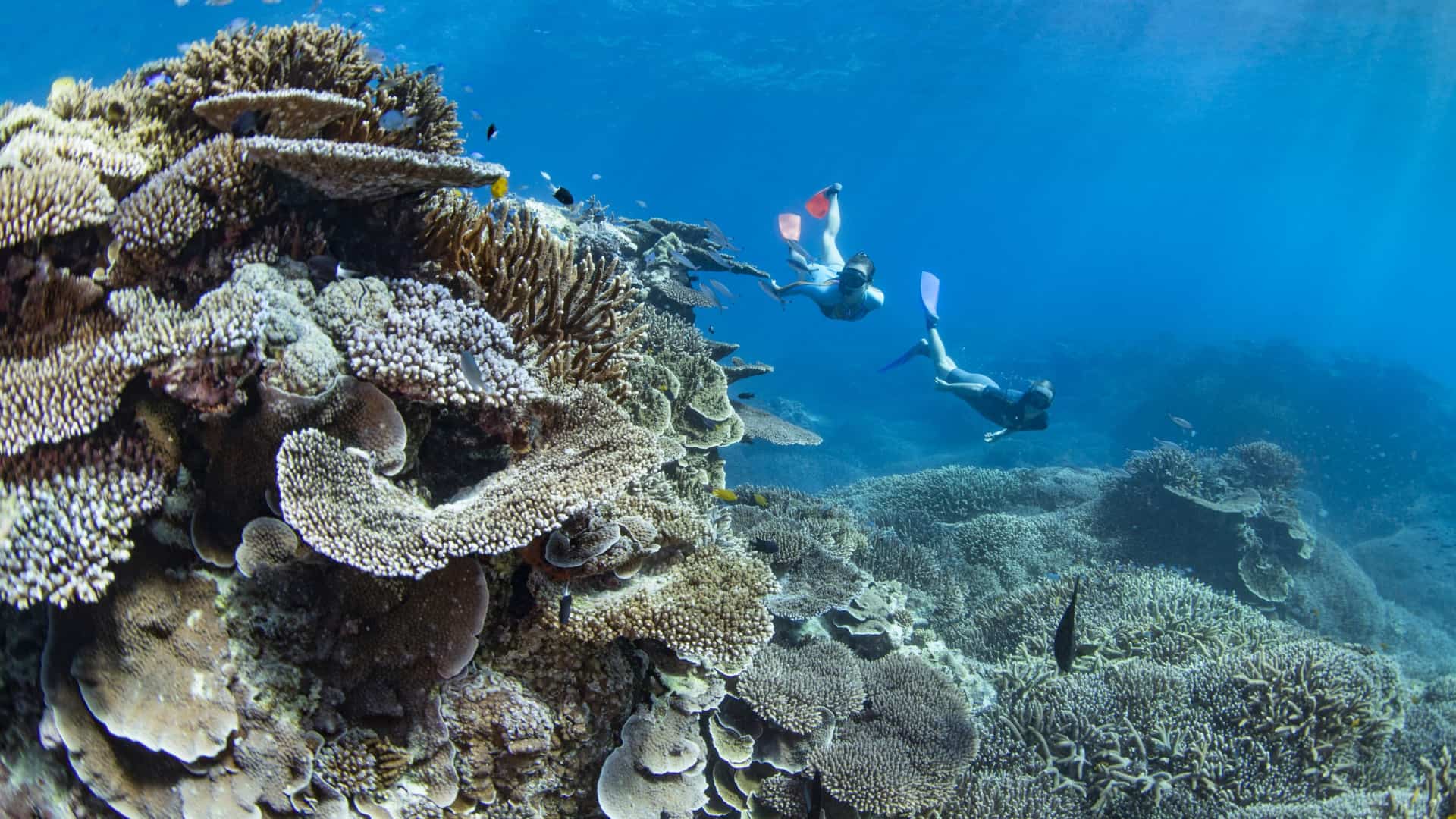 snorkelling in Lady Elliot Island, Great Barrier Reef, Australia