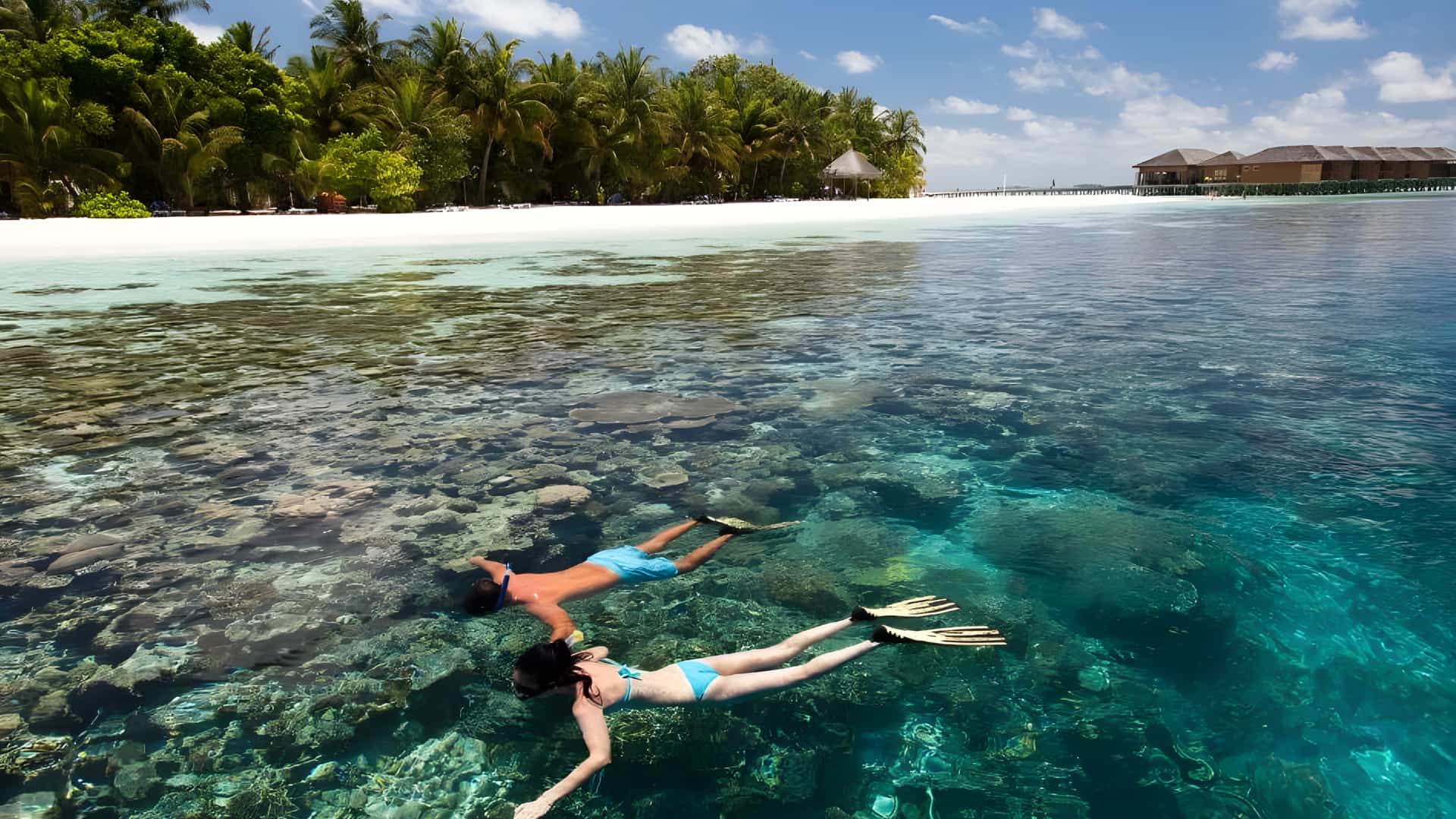 snorkelling in Maldives House Reefs
