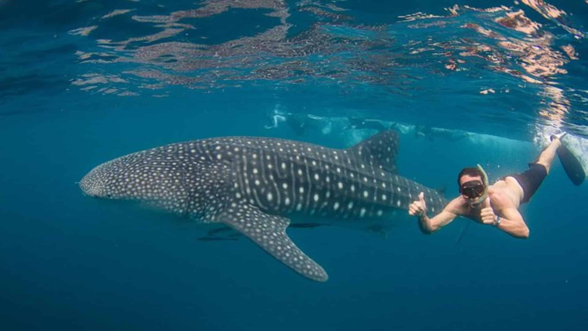 snorkelling in Ningaloo Reef, Western Australia (1)