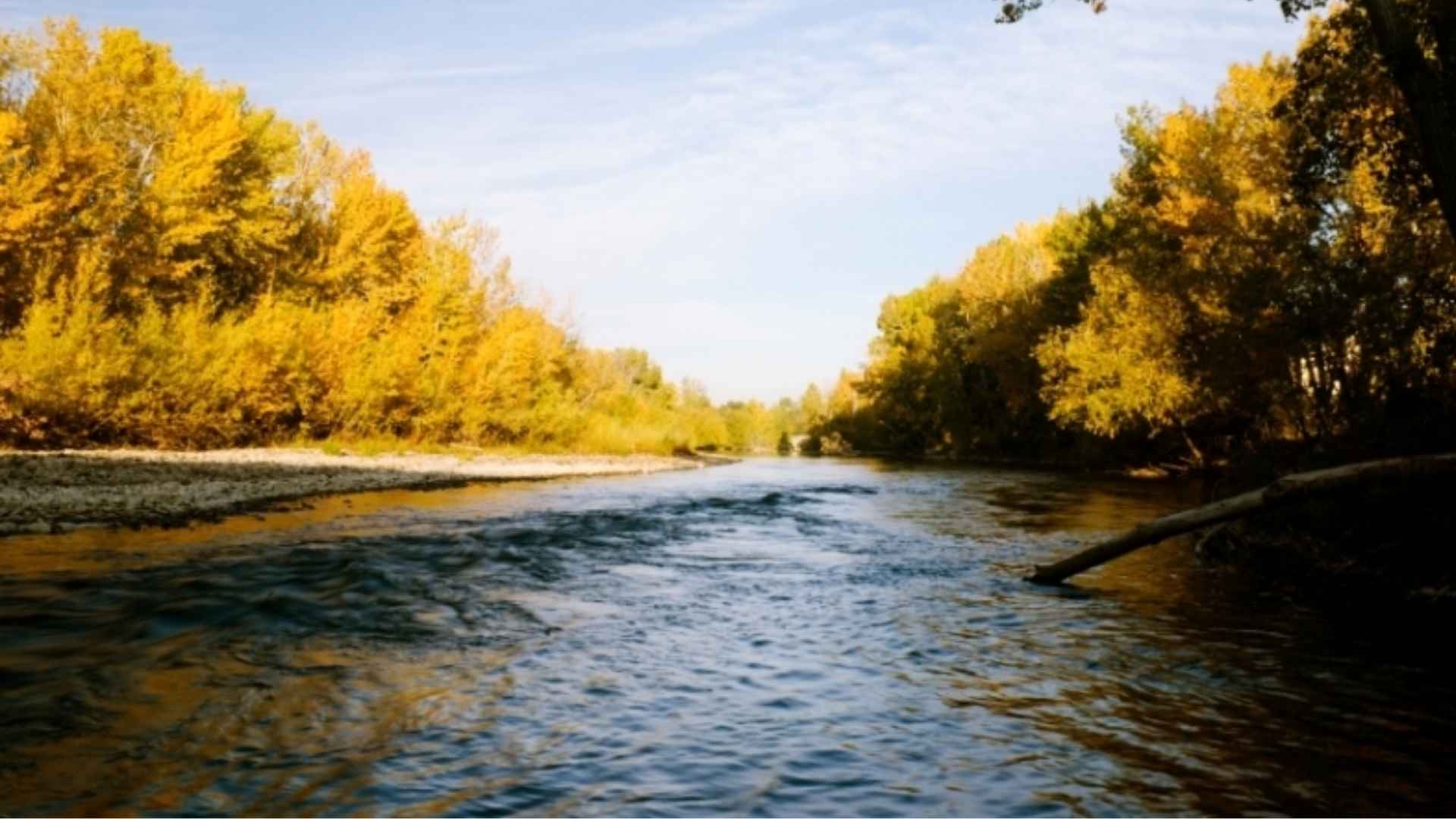 Calm river flowing through autumn forest with golden trees lining both banks under a clear sky.