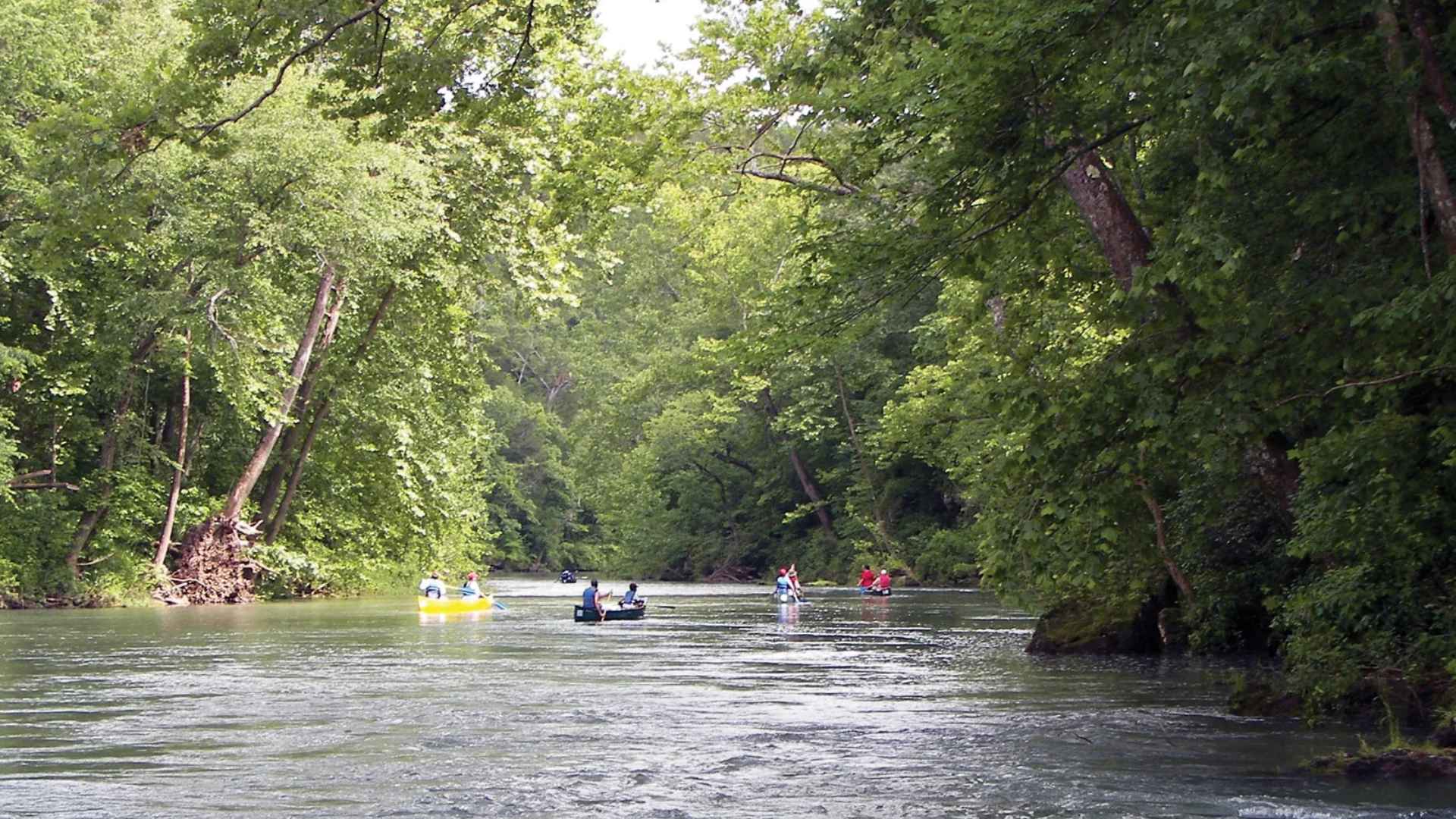 People floating in the river surrounded by forest