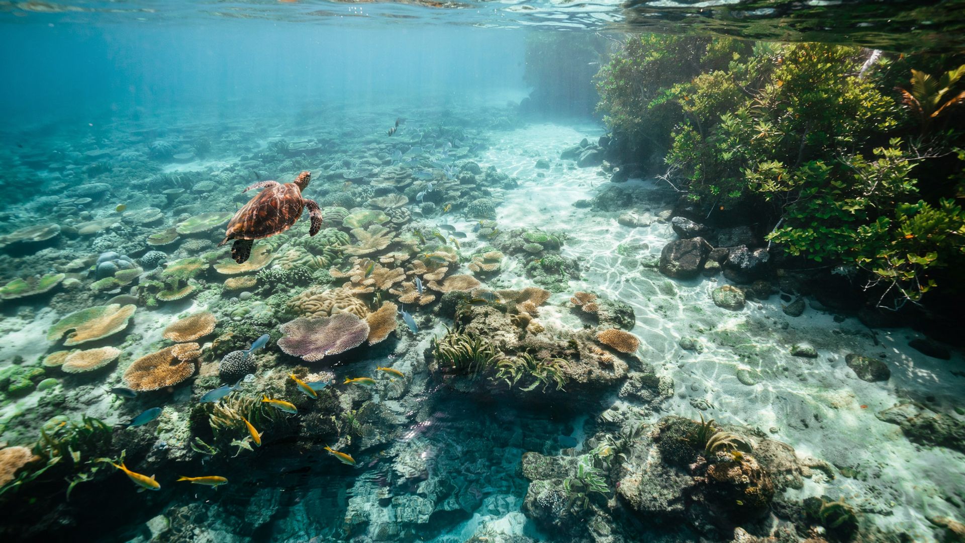 Caño Island Costa Rica showing aerial view of clear Pacific waters coral reefs tropical island and marine habitat for snorkeling