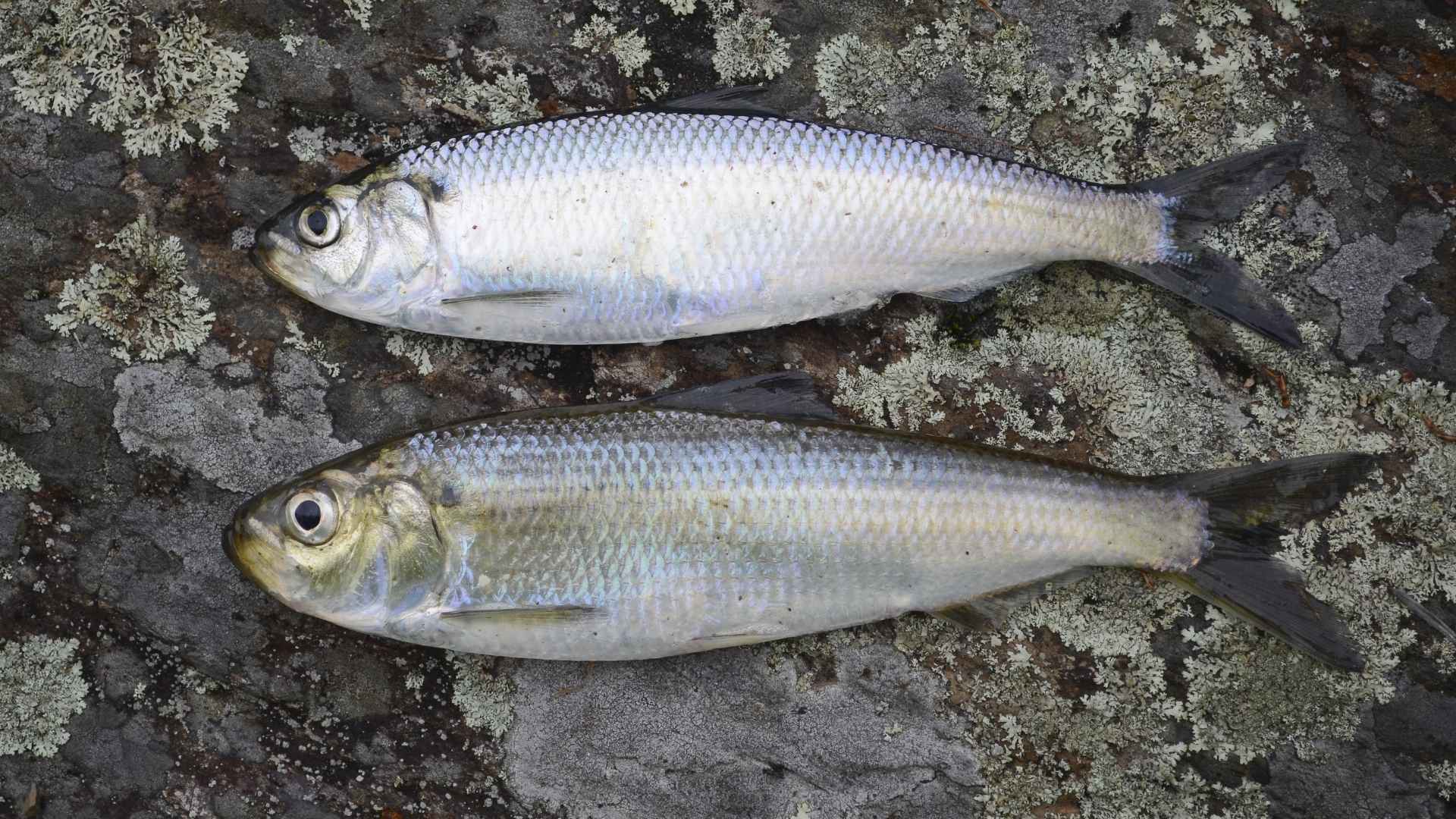 Herring and alewife baitfish used for striped bass in lakes