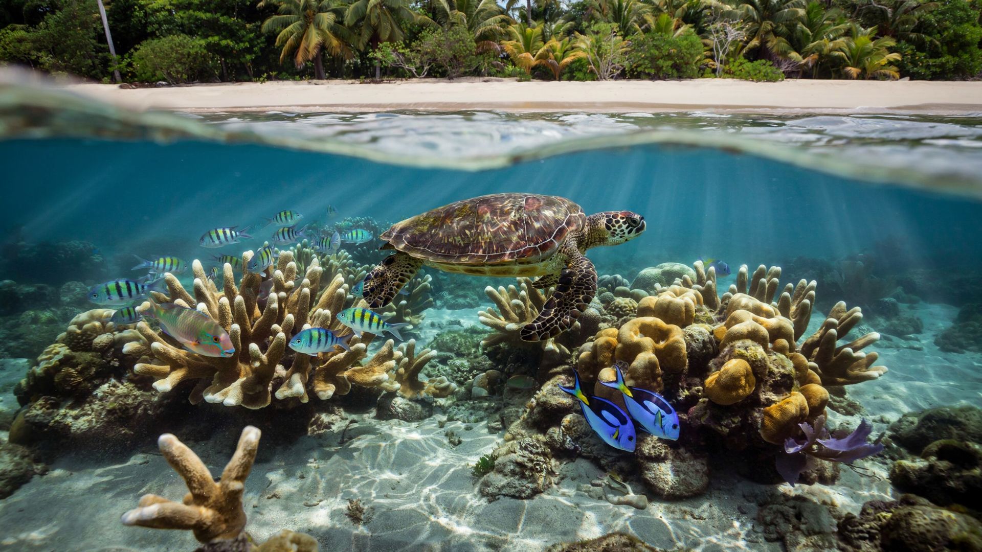 Manzanillo Beach Costa Rica featuring clear Caribbean waters lush rainforest coastline and peaceful tropical snorkeling scenery