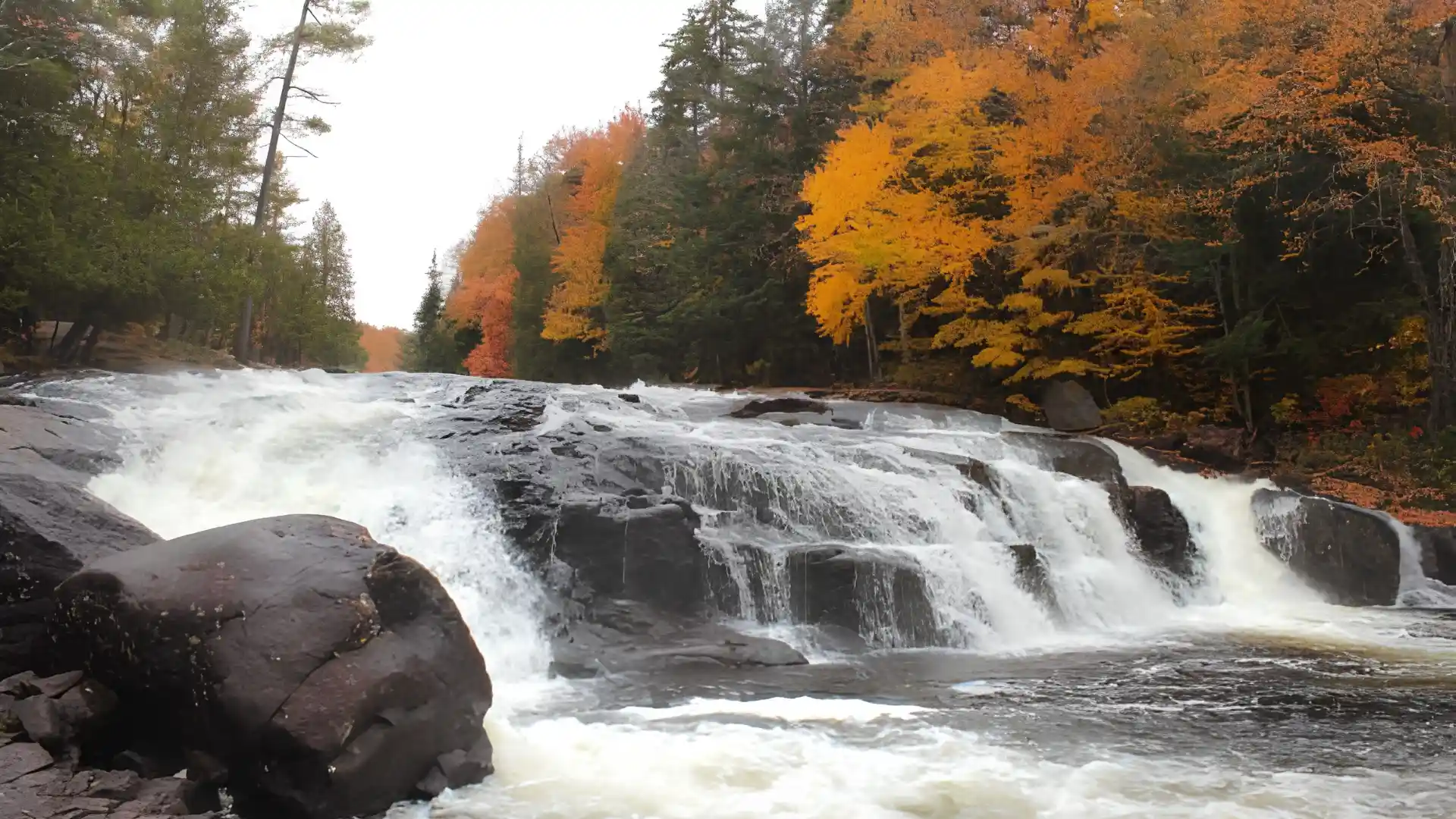 Powerful river falls tumble across smooth black rocks framed by golden foliage, evergreens, and a quiet forest shore