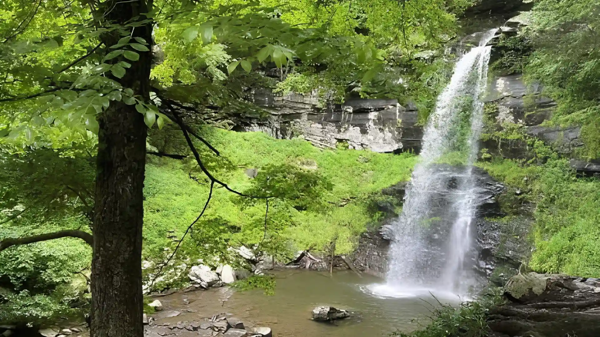Tall woodland waterfall pours over dark layered cliffs into a calm pool surrounded by bright green trees and moss