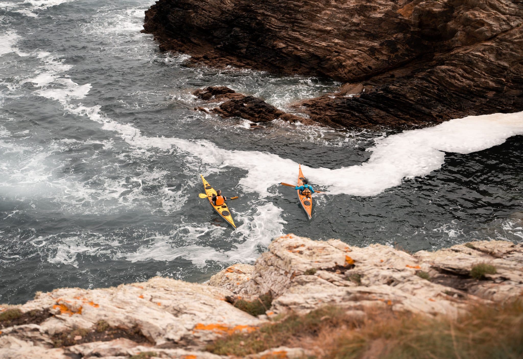 10 Coastal Plants You Can Identify While Kayaking